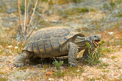 A desert Tortoise eating vegetation.