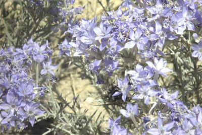 Lavender colored flowers blooming from a Santa Ana River Woolly Star plant.