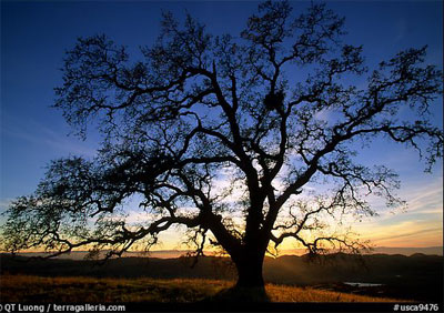 A large California Oak with the sun setting in the background.