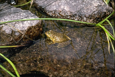 Mountain Yellow-Legged Frog half submerged resting on a rock.