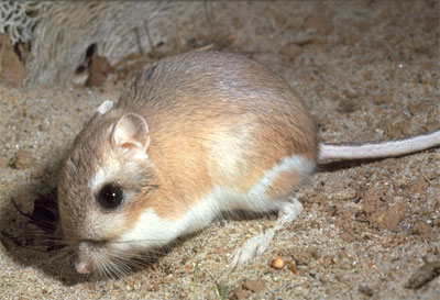 Kangaroo Rat foraging in a sandy environment.