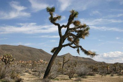 Joshua Tree with a scenic background.
